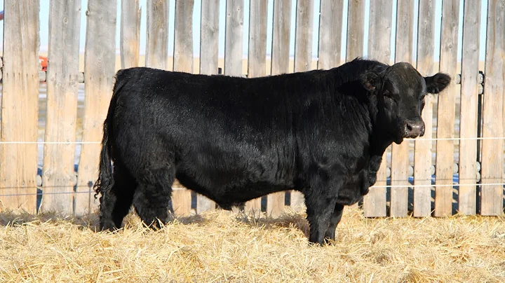 Davidson Gelbvieh Bull Lot DVE 44M sells Friday, March 7 2025
