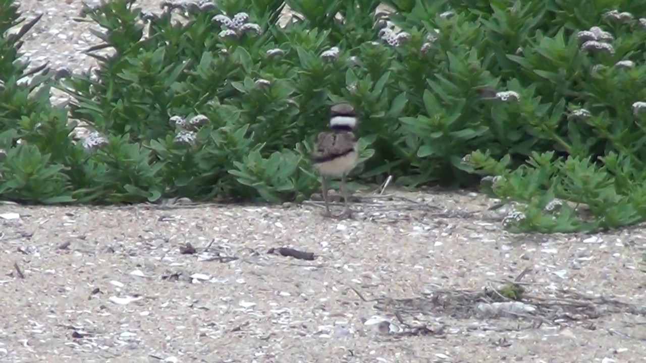 killdeer mountain manufacturing North American Wildlife --- Killdeer juvenile at Bolsa Chica Ecological Reserve & Wetlands