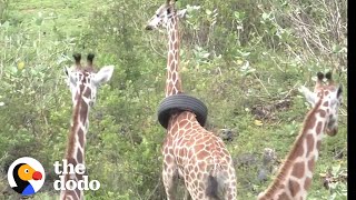 Giraffe Gets Tire Stuck Around Her Neck | The Dodo