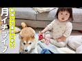 【19時開始予定】2ヶ月ぶり！おしゃべり2歳児とまったり柴犬のライブ！