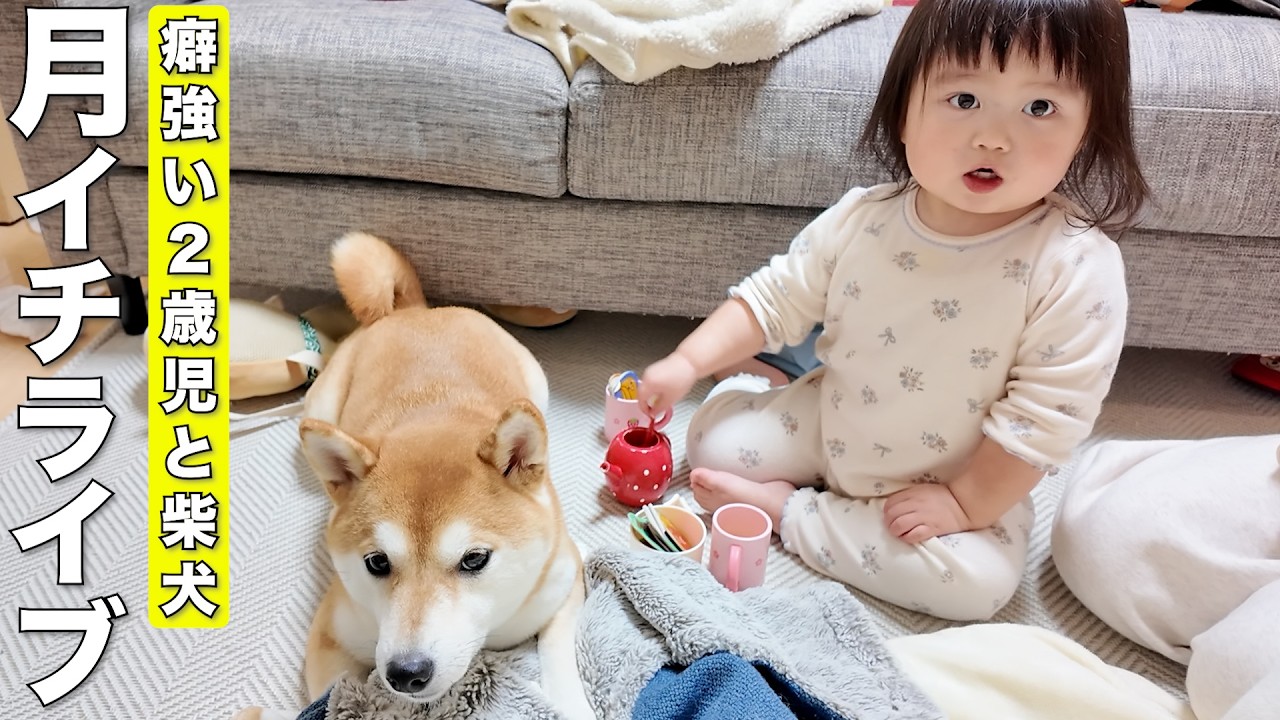 【19時開始予定】2ヶ月ぶり！おしゃべり2歳児とまったり柴犬のライブ！