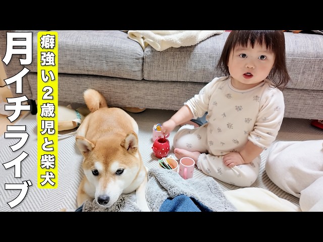 19時開始予定】2ヶ月ぶり！おしゃべり2歳児とまったり柴犬のライブ