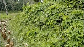 MEMANGGIL BEBEK DI TENGAH SAWAH BIAR PULANG