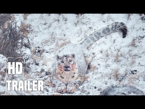DER SCHNEELEOPARD Trailer German Deutsch (2022)