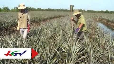 Khóm Cầu Đúc | HGTV