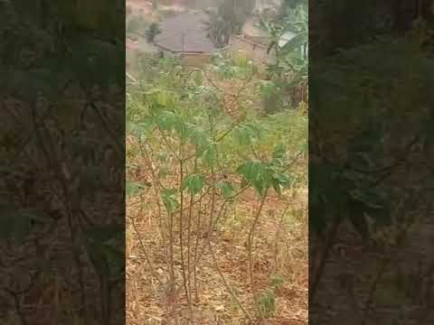 PLOT FOR SALE BISAMBU KWIREBERO KIGALI RWANDA VIP PLACE 470 SQM MILLION 60 RWFS +250780938932 SBCRB