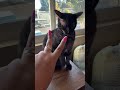 We all knew how this was gonna end up 😅🤣 Wally ain’t having it! #cats #catsofyoutube #love