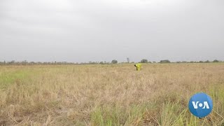 Senegal Celebrates ‘Day of Fonio’ as Food Insecurity Looms | VOANews screenshot 4
