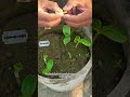 Bottle Gourd Grafting Method for Strong Plants#shortsfeed #agriculture