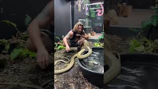 Malaysian King Cobra kingcobra snake wildanimals wildlife