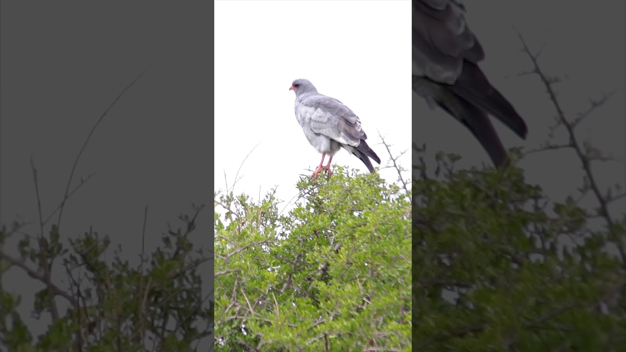 🦅 The beautiful Pale Chanting Goshawk