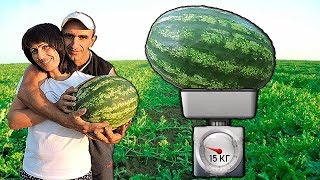 картинка: #8 Талисман Уже 15 Кг!
