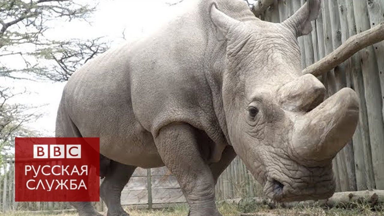 Southern white rhinoceros Population, Habitat, & Facts Britannica