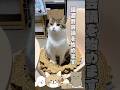 仮想譲渡会会議を開催する猫😹😭　#猫のいる暮らし #保護猫 #猫好きさんと繋がりたい #ねこ #譲渡会 #可愛い猫 #shorts