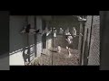 Армянские голуби в Севане🕊
