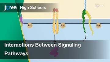 Interactions Between Signaling Pathways | Cell Bio | Video Textbooks - Preview