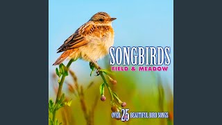 Download Lagu Nightingale: Song Download Lagu Nightingale: Song
