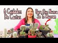 COMO CUIDAR CACTUS CORRECTAMENTE | JARDIN DE LA CHITA