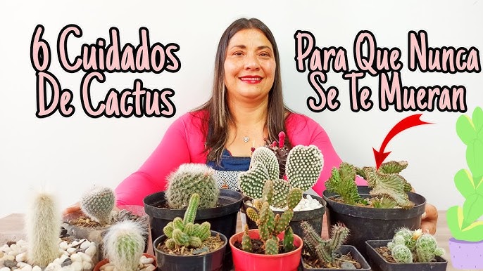 Singularidades Del Cactus Y Las Suculentas, Una Tendencia Natural - TvAgro  por Juan Gonzalo Angel 