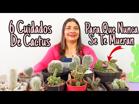 Video: Zona 5 Plantas de cactus - Consejos para cultivar cactus en la Zona 5