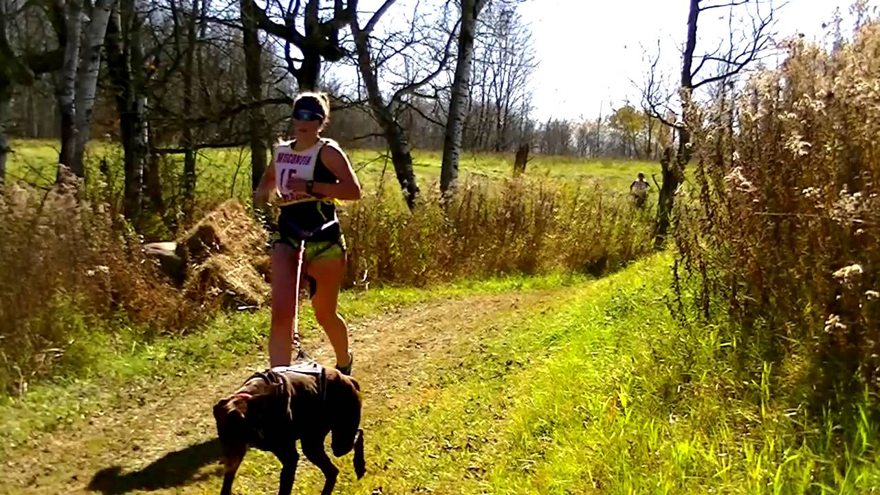 2015 Jump River Dryland Sled Dog Race YouTube