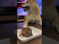 犬を飼うとやらなくなることTOP10 【＃381】 #柴犬 #柴犬との暮らし