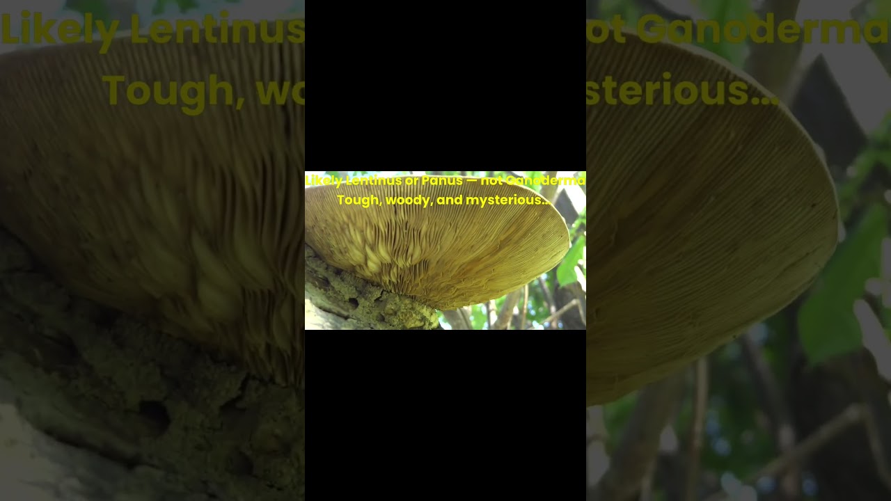 Strange Wild Fungus Observed! Gills or Pores? 