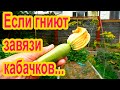 Гниют завязи кабачков: что делать?