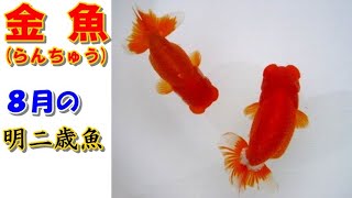 金魚らんちゅう　17センチ２歳 オススメ2歳魚 販売ページ｜金魚・らんちゅうのことなら金魚一道