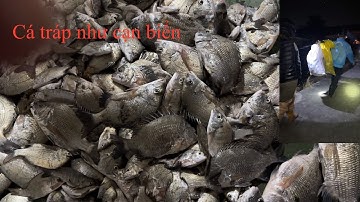 Ba anh em đi bắt cá hanh (cá tráp) như biển cạn nước 