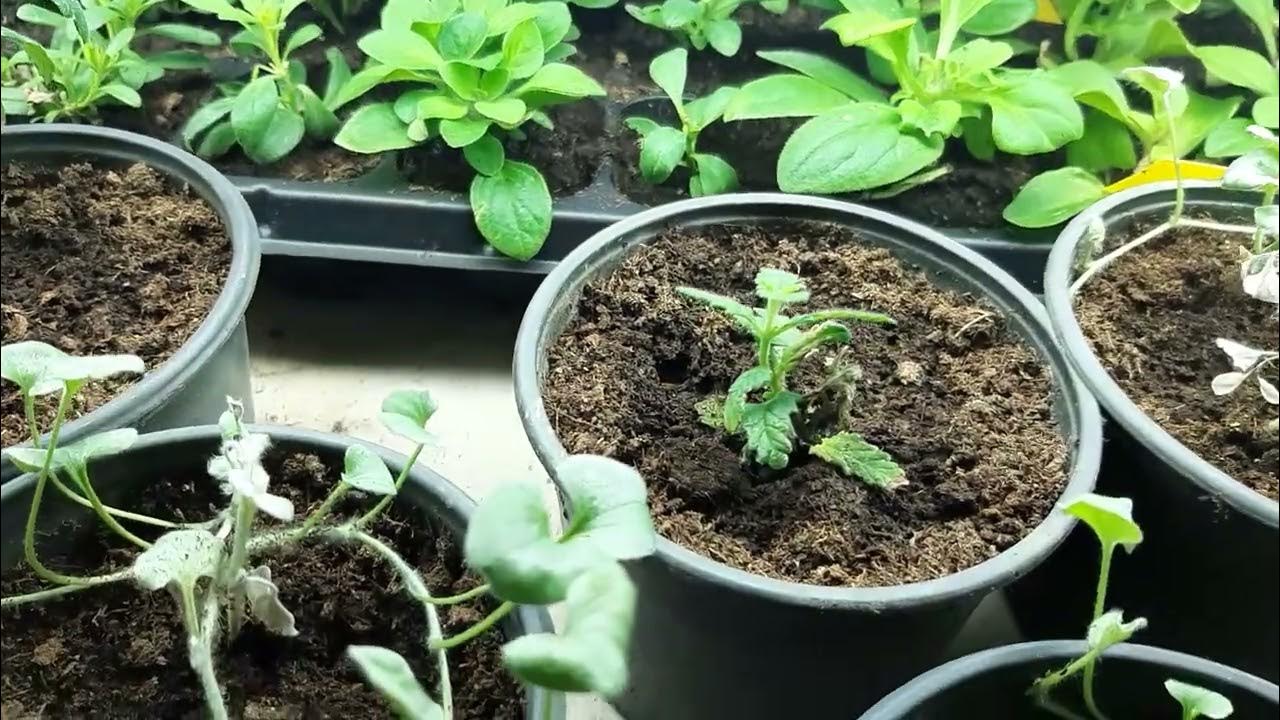 Про грибного комарика, стелаж І живці ...... - YouTube