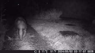 TrailCam 1/5/24 Essex Garden