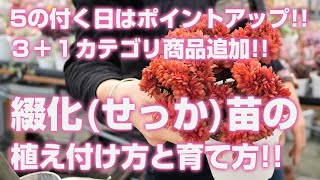 Succulents] 3+1 category products added! How to plant and grow
