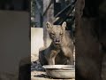 Fossa The Fighter💀 👹#shorts #animals #facts #ytshorts