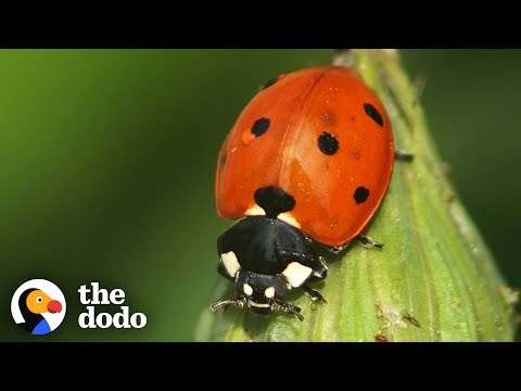 Video: What A Ladybug Looks Like