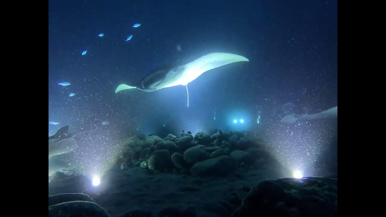 Manta rays, Big Island, Hawaii, USA YouTube