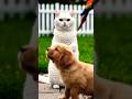 competition between cat and dog