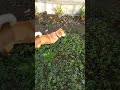 🐶 Cutes Dog !?️ TikTok Dogi Coko Part 175