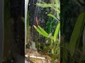 hold on for dear life #shrimp #aquarium #fish #crazy #lol #song #video #love #funny #viral #shorts