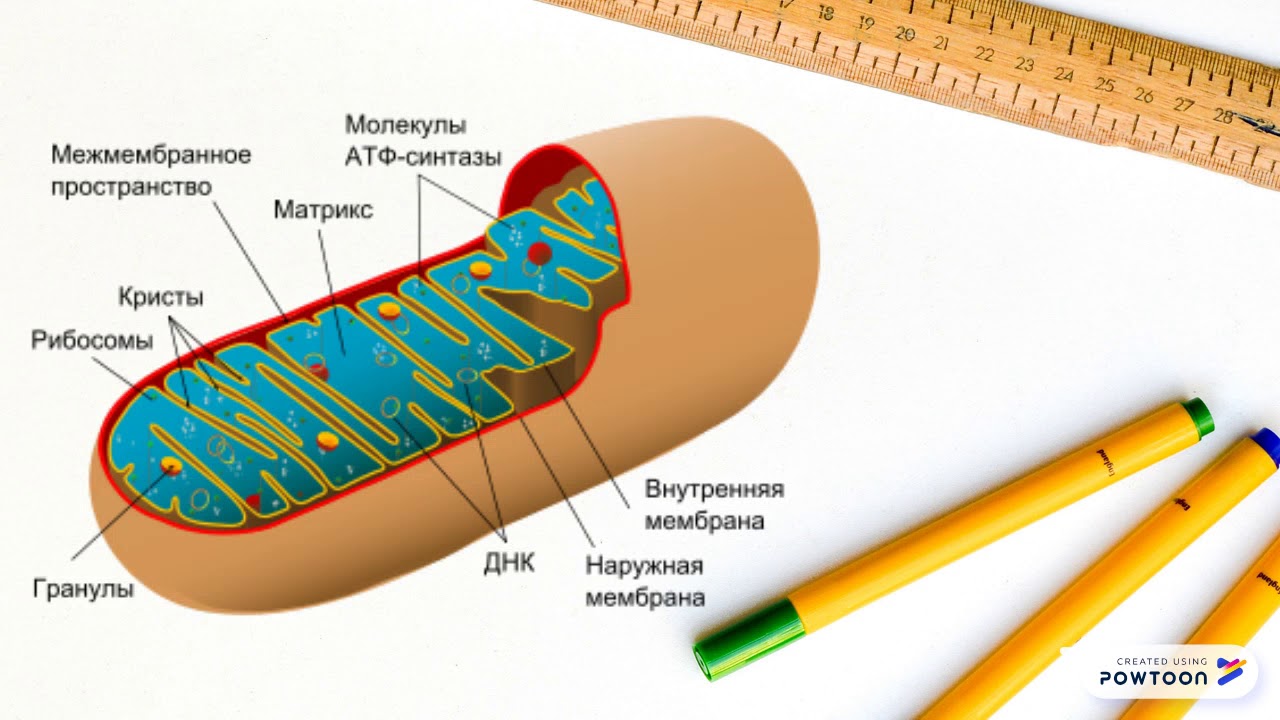 Матрикс биология