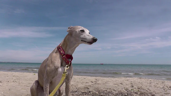 Lola Whippet Camping Isle of Purbeck