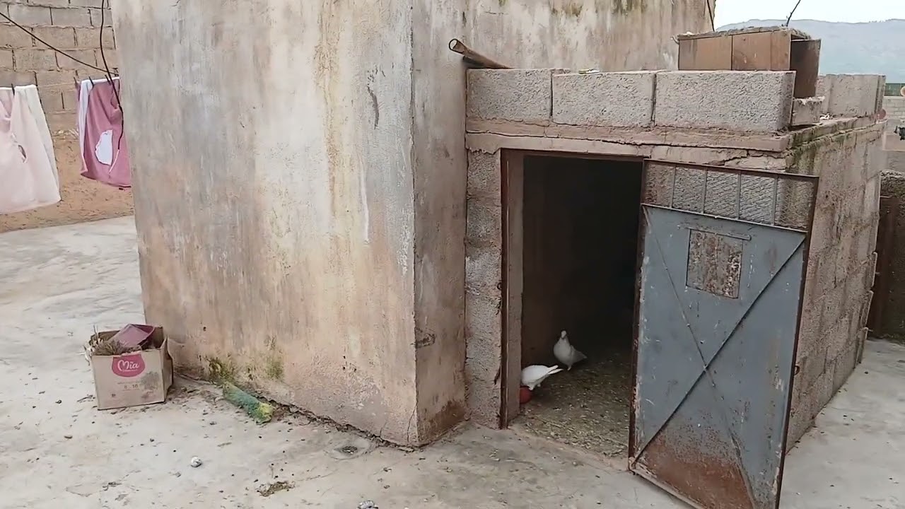 توليعة مسائية في الحمام المتواضع💥🕊