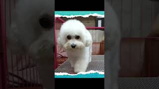 Details 韓國版小型稍短腿毛豐大眼比熊寶寶114/03/12出生.套特寵業繁字第A1070611號.line:0972845734 Guide