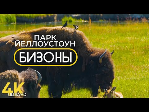 Бизоны Йеллоустонского Национального Парка - 4K Документальный фильм о животных и природе США