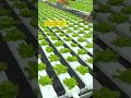 G&N's NFT hydroponic system