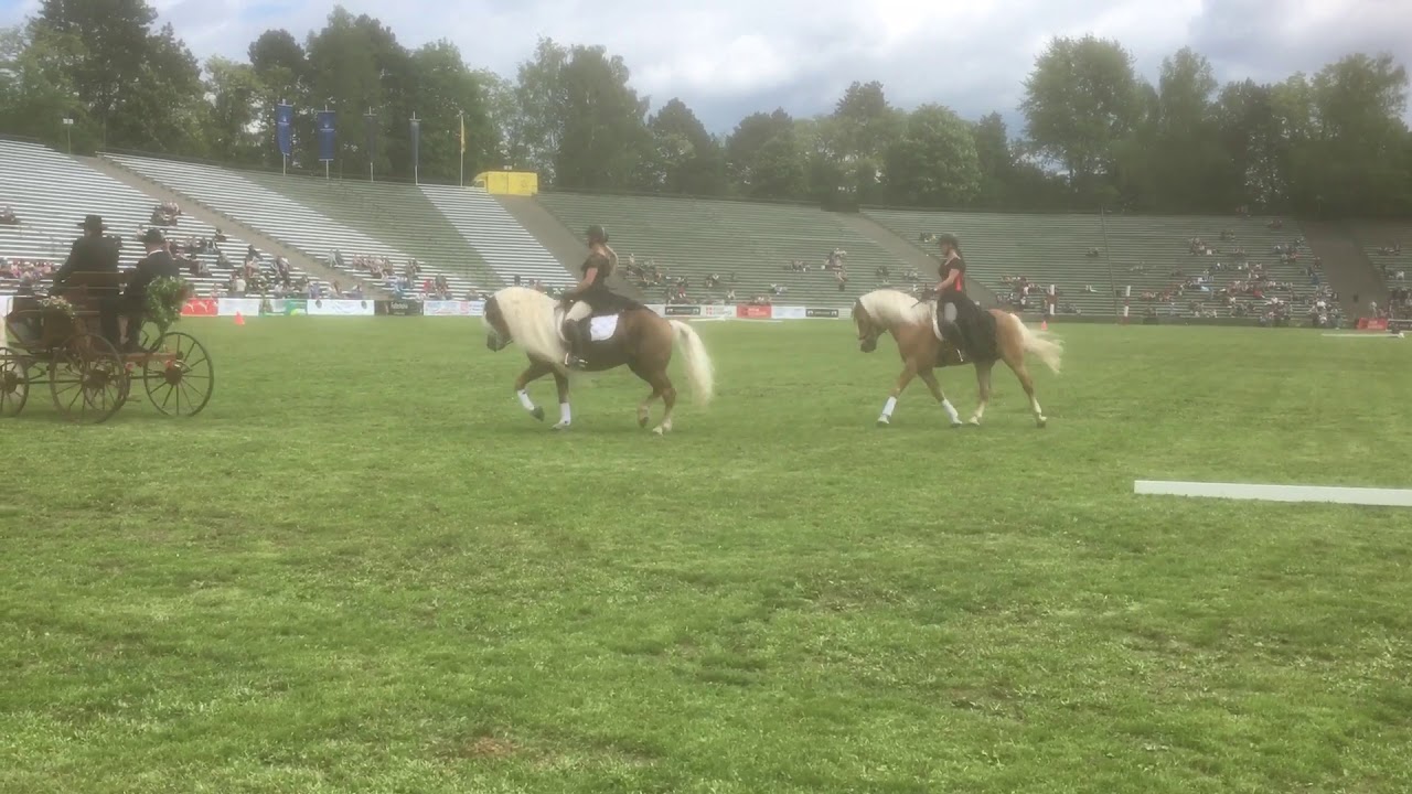 Haflinger Luber - Der Tanz um die Rose - die Bachelor-Quadrille 2019