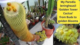 My Parodia leninghausii ' Golden Tower Cactus' from Buds to Blooms & sharing my care tips #cacti