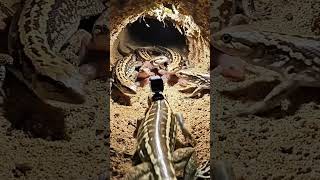 Sandfish Skink POV 🦎 GoPro Camera Inside the Desert Sand | Real Lizard Perspective #lizardpov