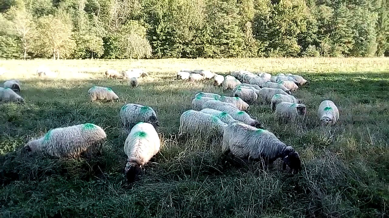 Rebaño de oveja latxa - Azurmendi - Queso de oveja - Ardi Gazta