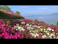 Azalea in Fujiyama Park is a superb view! ~ Ozu City, Ehime Prefecture ~
